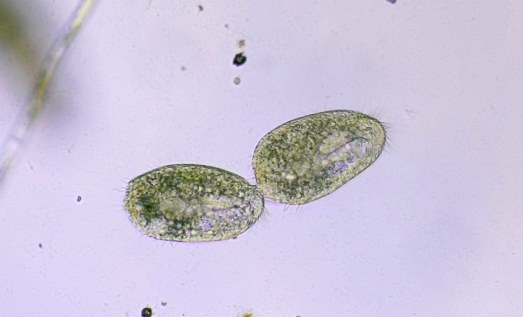 Oxytrichidae in divisione